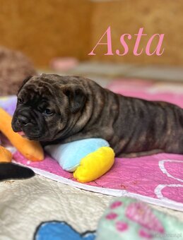 Buldog Staroangielsky - Old English Bulldog - 5