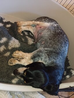 Niebieski basset gaskoński - 5