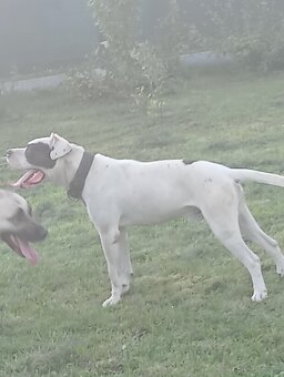 Bandog,kangal,Dog argentyński - 5