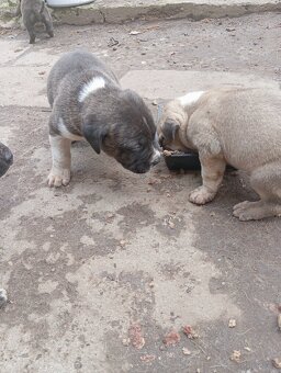 Bandog,kangal,Dog argentyński - 5