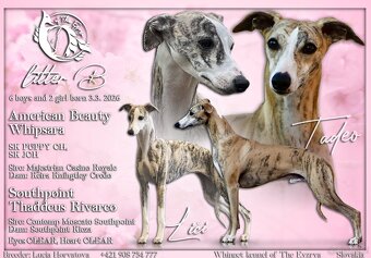Whippet - 5