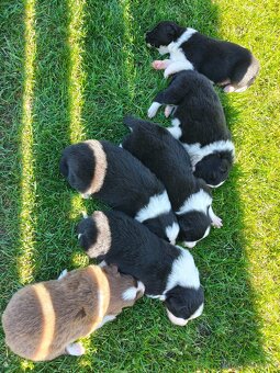 Szczenięta Border Collie ZKwP FCI - 5