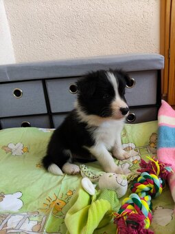 Szczenięta Border Collie ZKwP FCI - 5