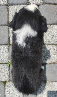 Rasowa suczka border collie z Hodowli, komplet dok. - 5