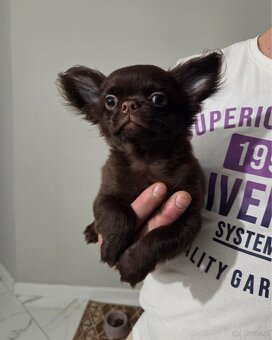 Chihuahua długowłosy - 5