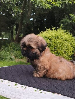 ShihTzu piesek Hugo - 5