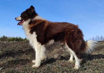 Rasowy pies z pełną dok. przebadani rodzice BORDER COLLIE z - 5