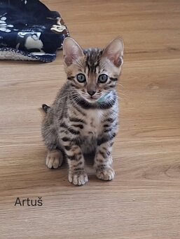 OUR BENGAL KITTENS WITH PEDIGREE CERTIFICATES - 5