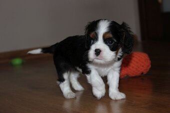 Szczeniaki pieski Cavalier King Charles Spaniel ZKwP FCI - 5