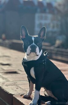 Boston Terrier - 5