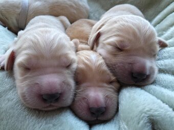 GOLDEN RETRIEVER po championie białe złote biszkoptowe - 5