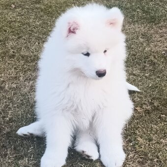 SAMOJED szczenięta - 5
