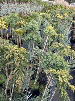 Sosny Świerki c5 /c7,5 hurt - 5