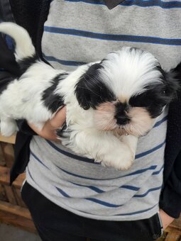 Suczka Shih-tzu - 5
