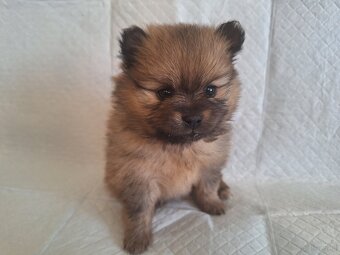 Sunia Pomeranian - 5