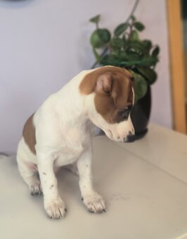 Jack Russell terrier - 5