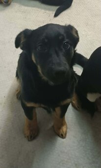 Szukamy dobrych domkow - 5