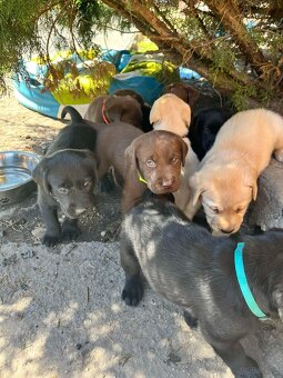 Labrador retriever - 5