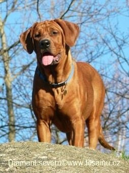 Tosa inu -rezerwacje na szczenięta czarno-rude - jesień/zima - 5