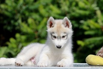Siberian Husky ZKwP - 5