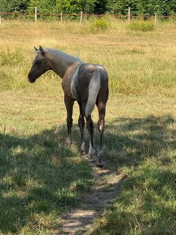 Qh - 5
