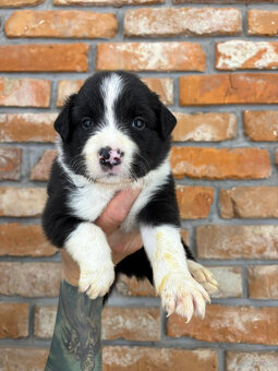 Border Collie - 5