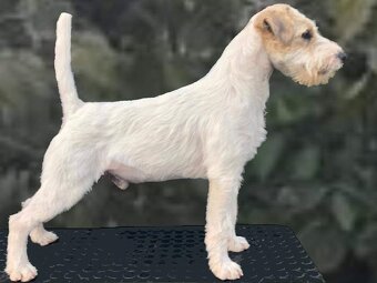 Parson russell terrier FCI HODOWLA RODOWÓD - 5