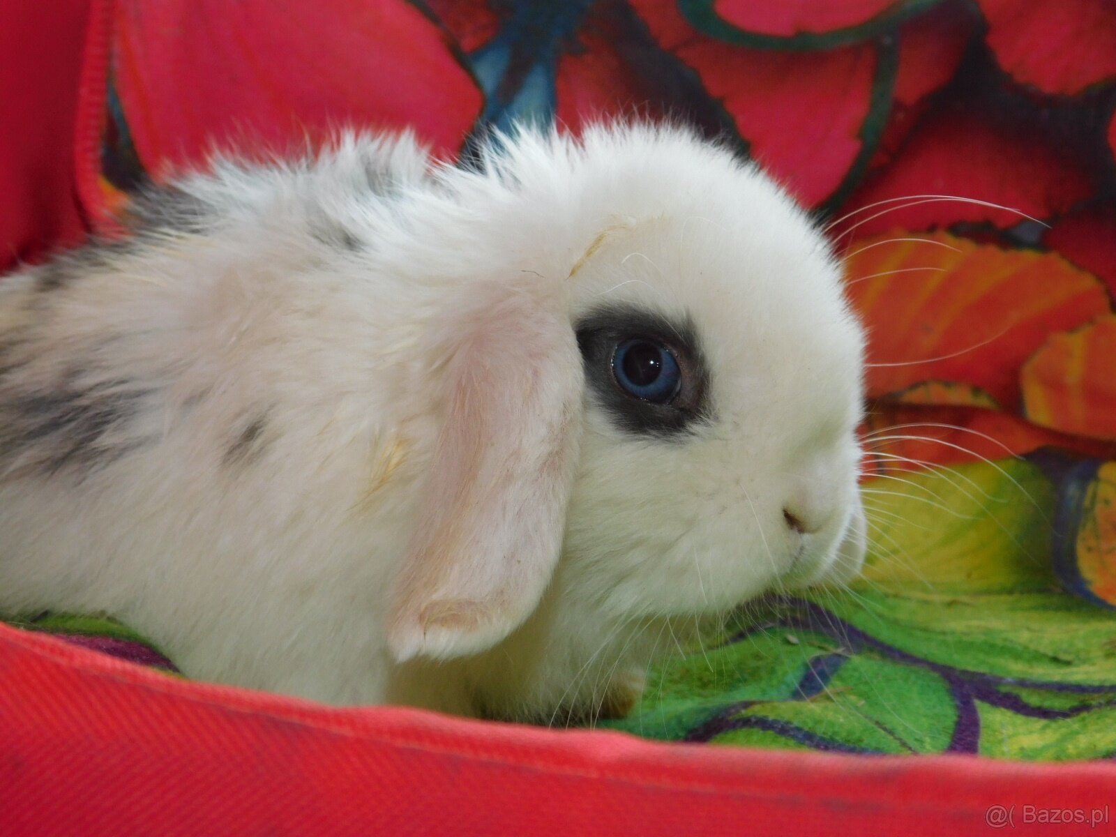 Cudne barank mini lop - 6