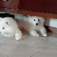 Samoyed - szczenięta - 6