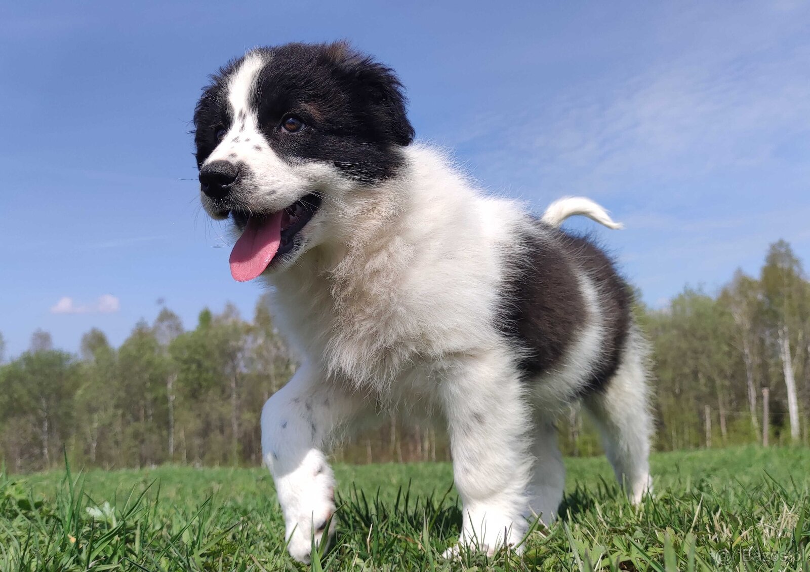 Piękna Rasowa Suczka Border Collie - XINDI z pełną dok. z ho - 6