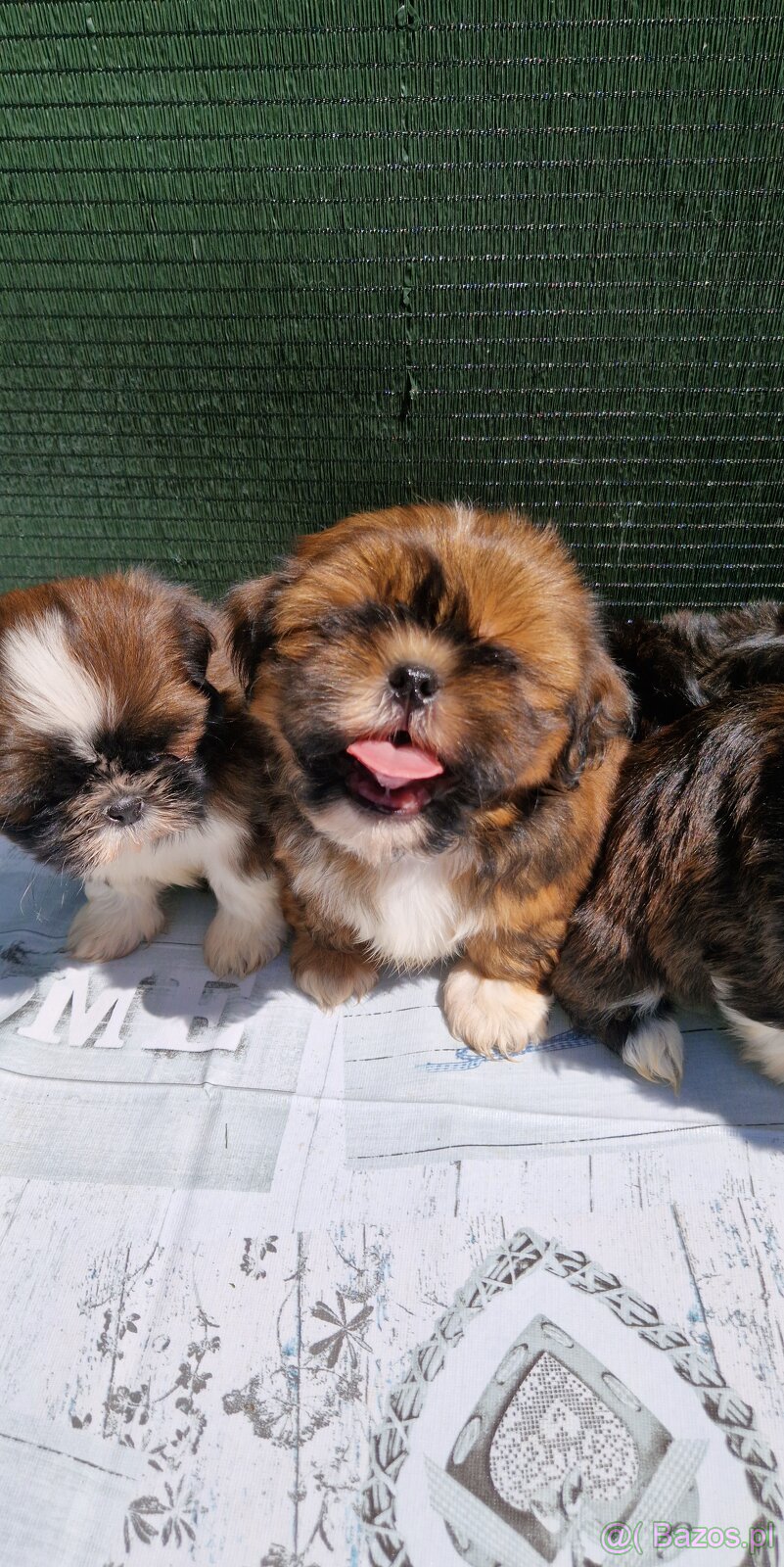 Szczenięta Shih-tzu - 6