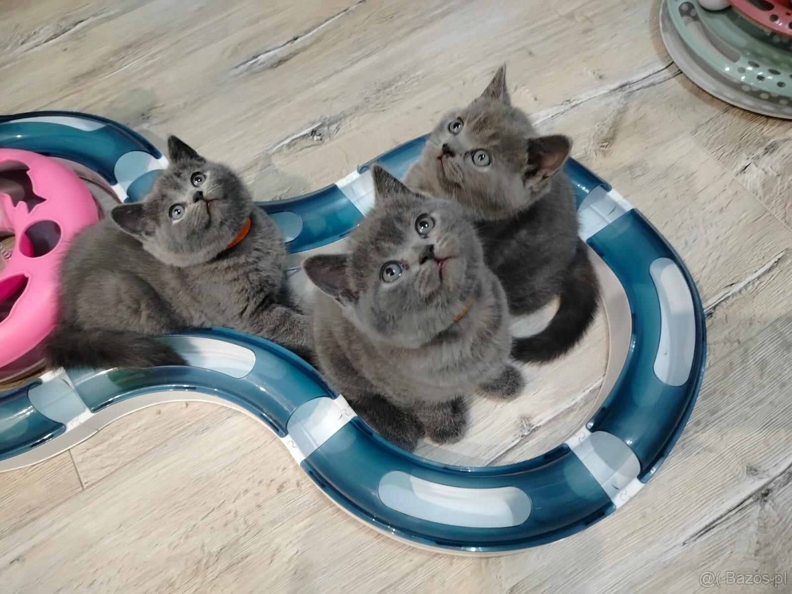 Piękne koteczki Brytyjskie - 6