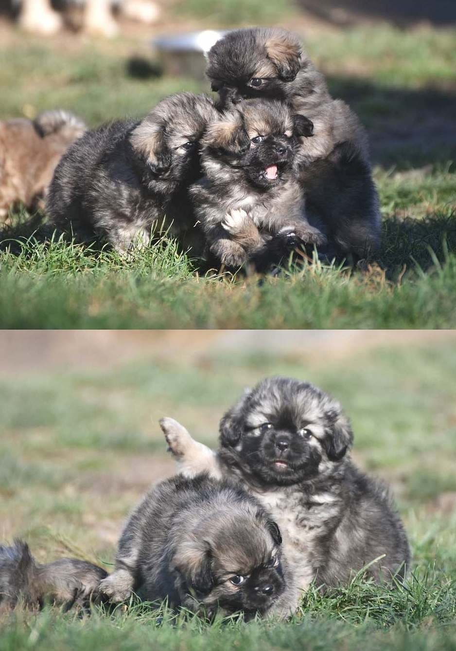 Spaniel tybetański - szczeniak z rodowodem FCI - 6