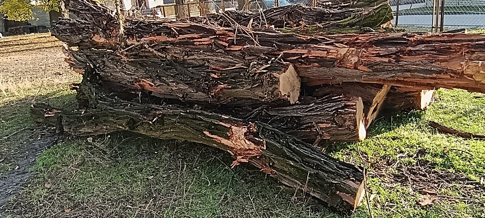 Drewno opałowe – akacja, grube pnie 4–6 m, ok. 10 m³ - 6