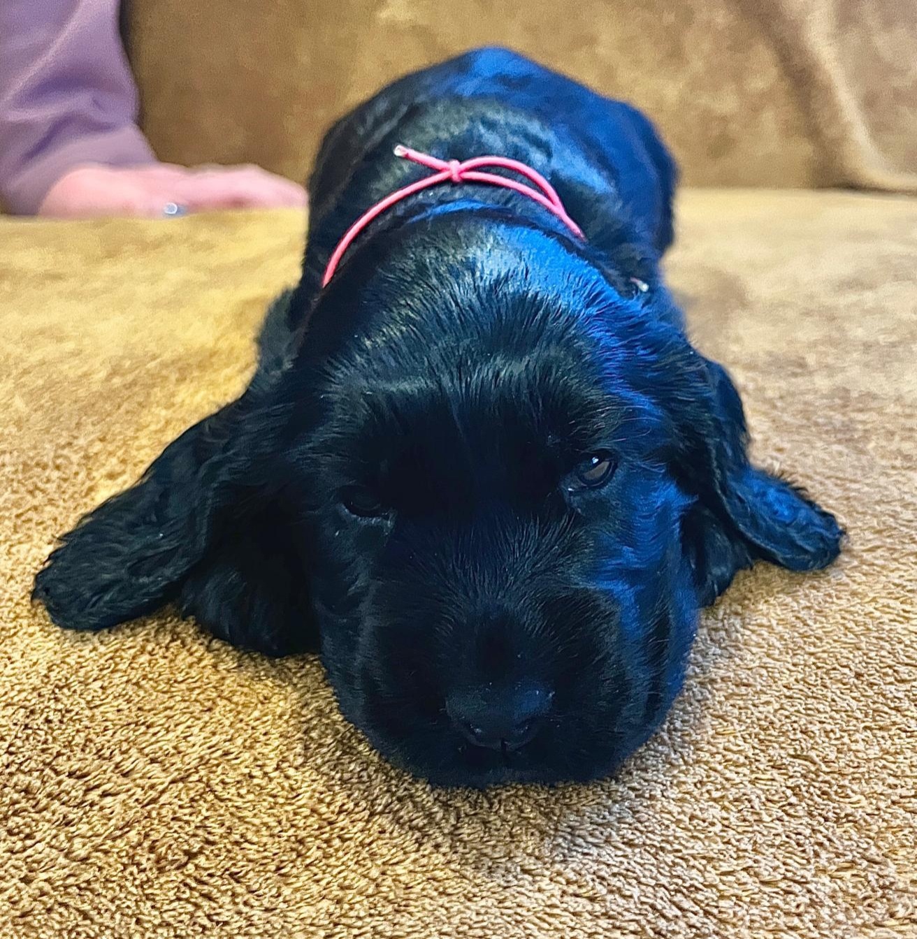 Szczenięta Cocker Spaniel Angielski - 6