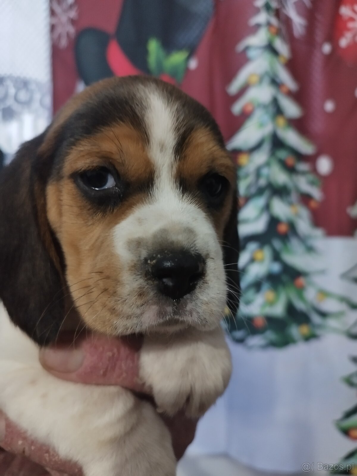 Rodowodowe szczenięta rasy Beagle tricolor, profil DNA - 6