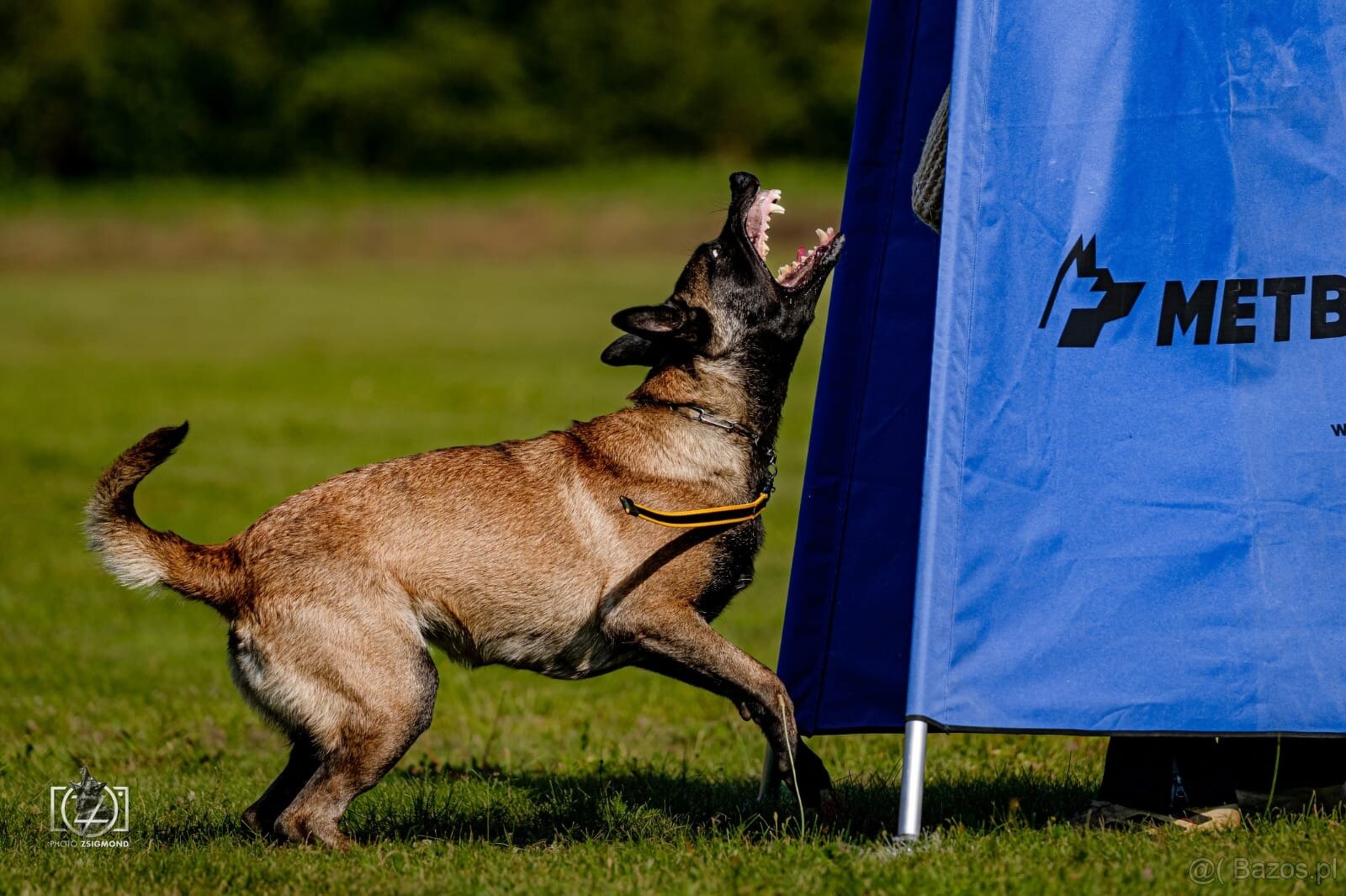 Owczarek Belgijski Malinois FCI/ZKWP - 6