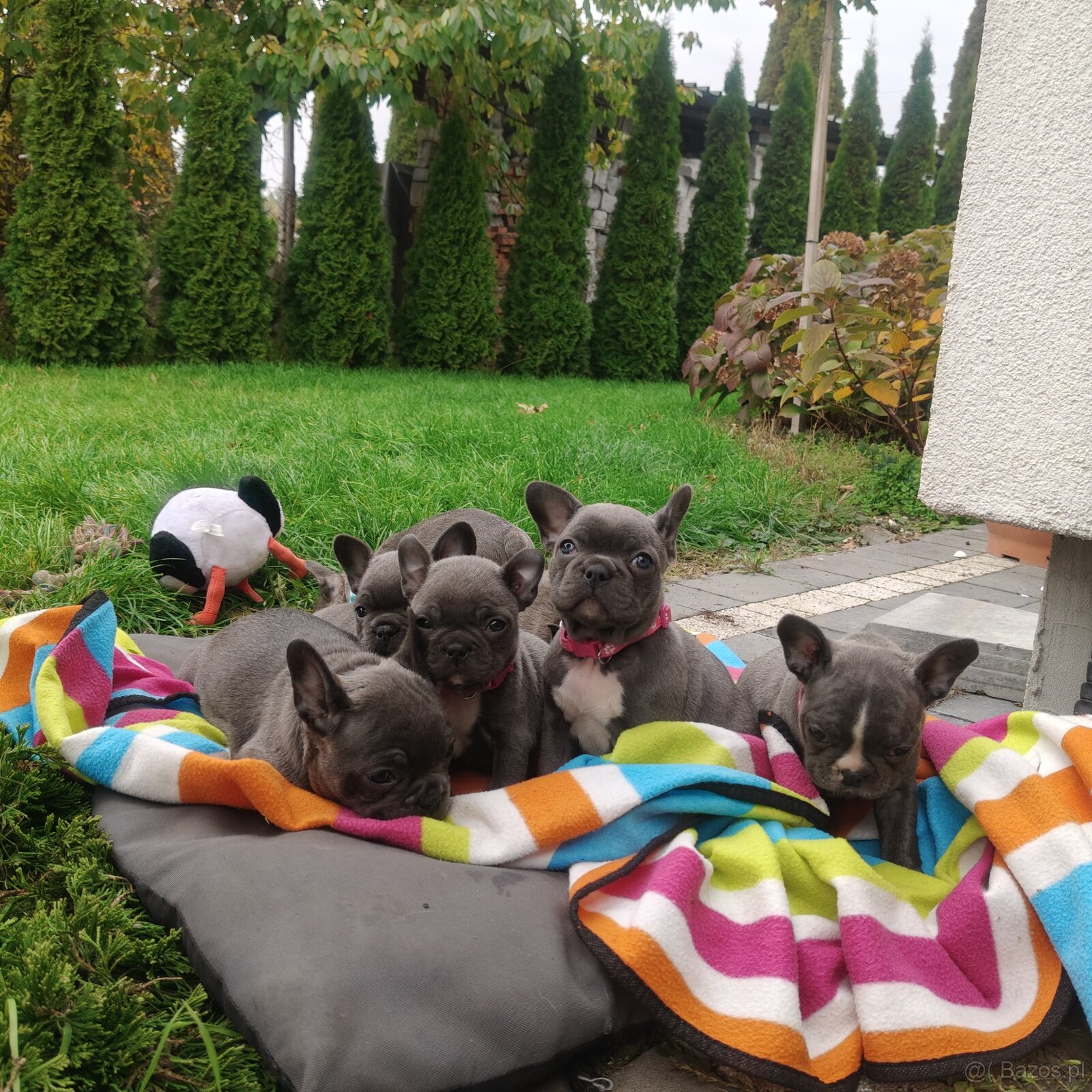 Buldog francuski BLUE niebieski szczeniak suczka pies piesek - 6