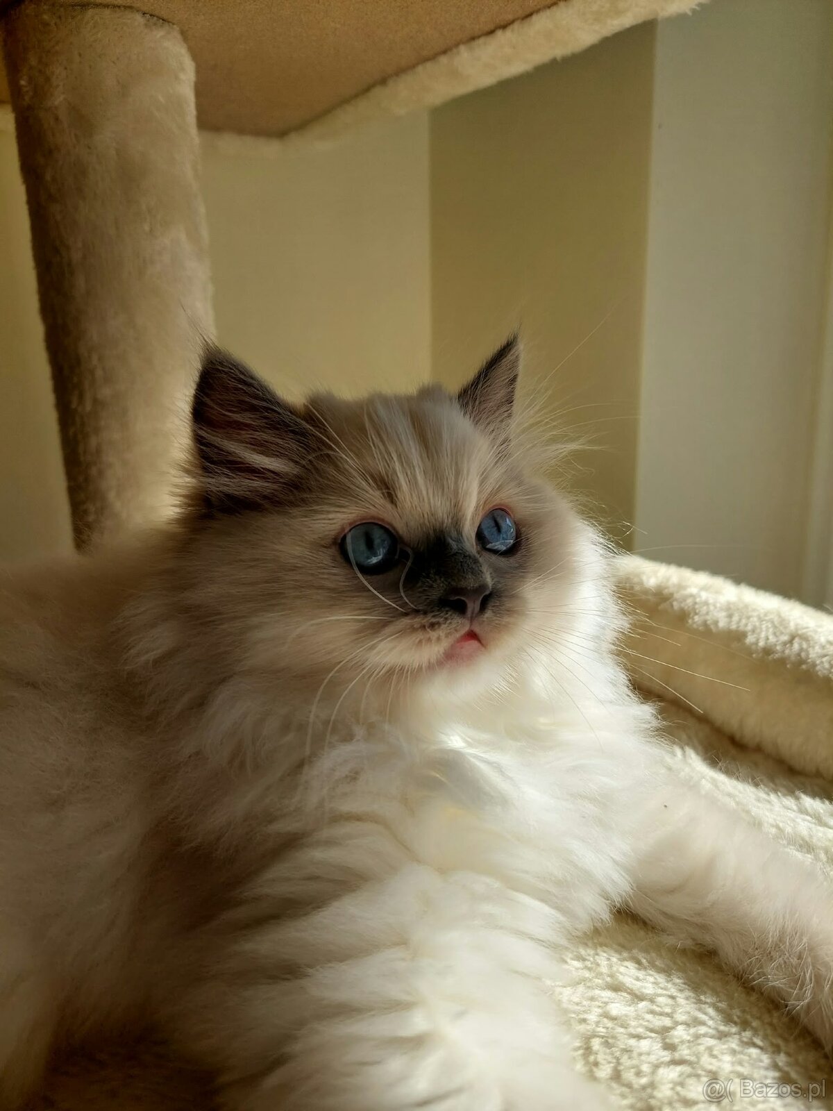 Rodokmenová koťata Ragdoll po Šampionovi - 6