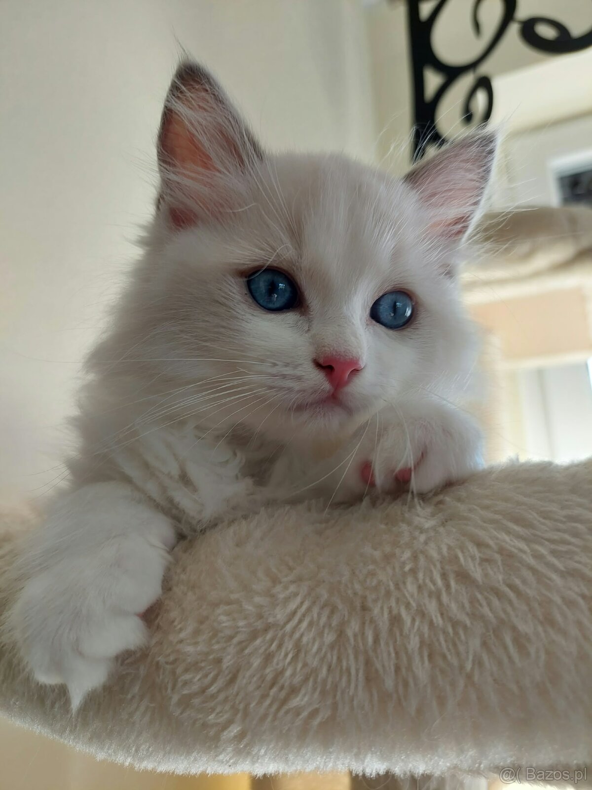 🐾 Rodowodowe Kocięta Ragdoll po championie - 6