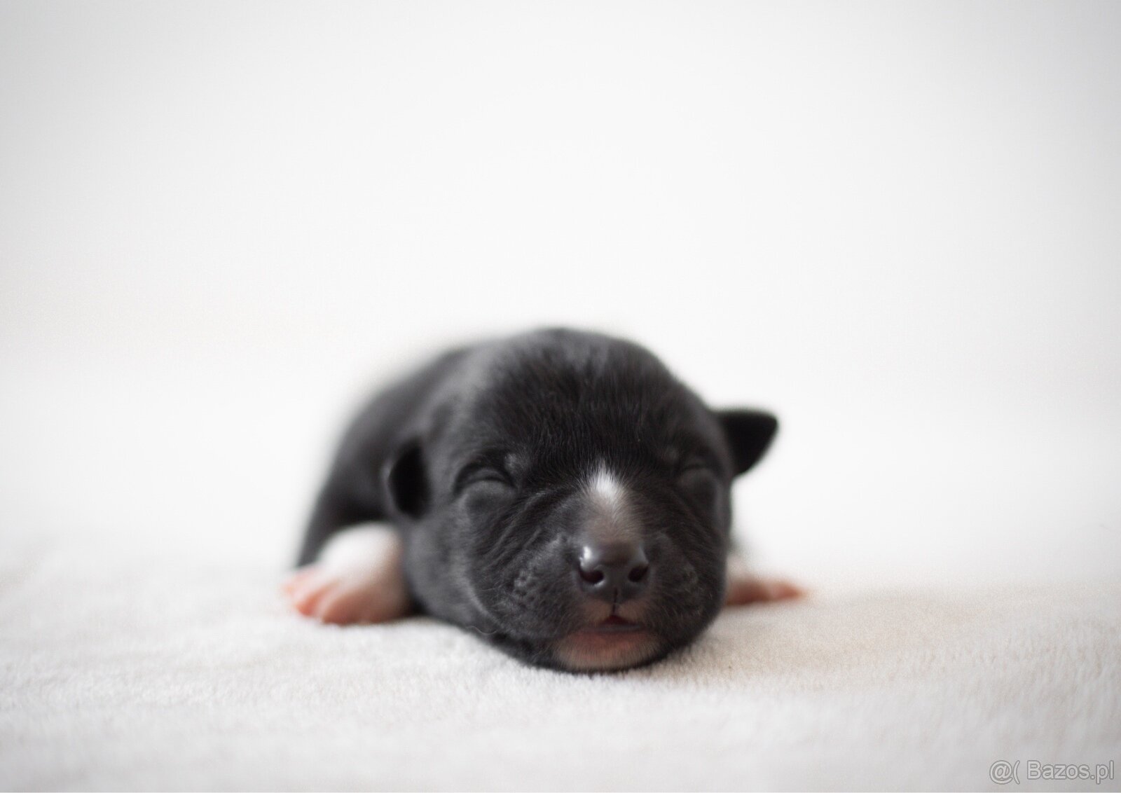 Szczenięta Karelski pies na niedźwiedzie z rodowodem FCI - 6