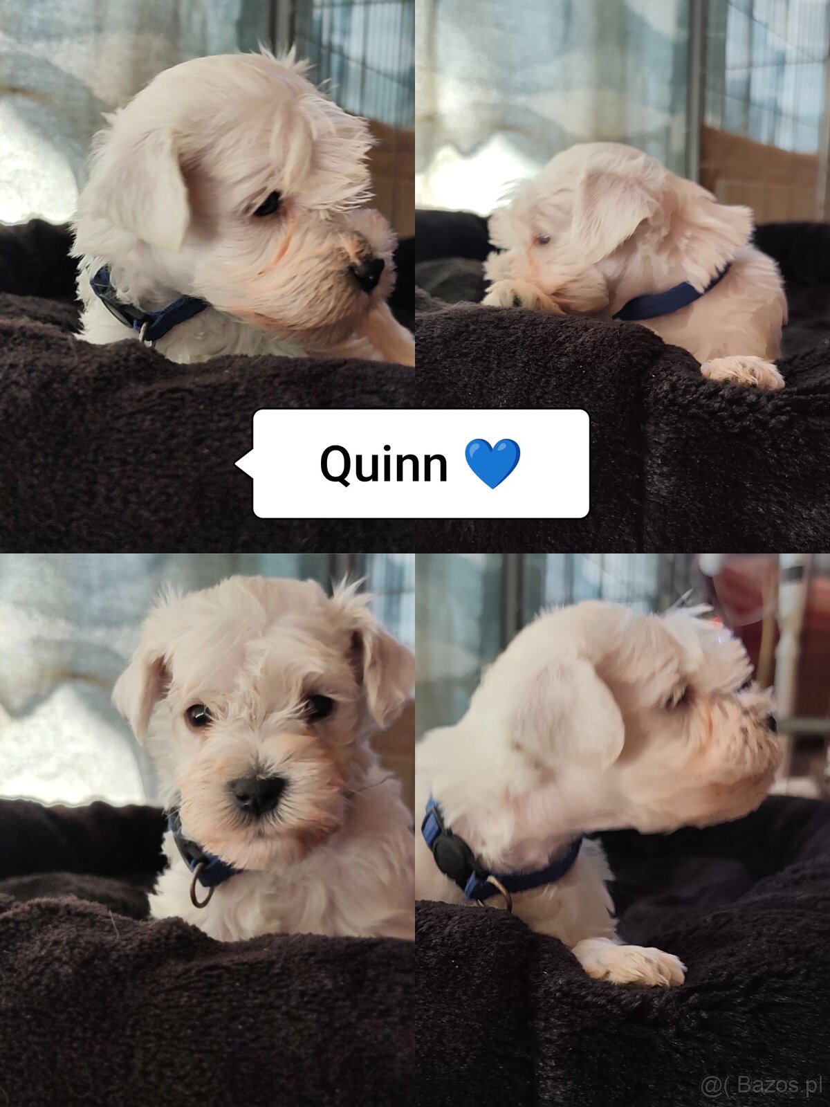 Schnauzer miniatúrne white - 6