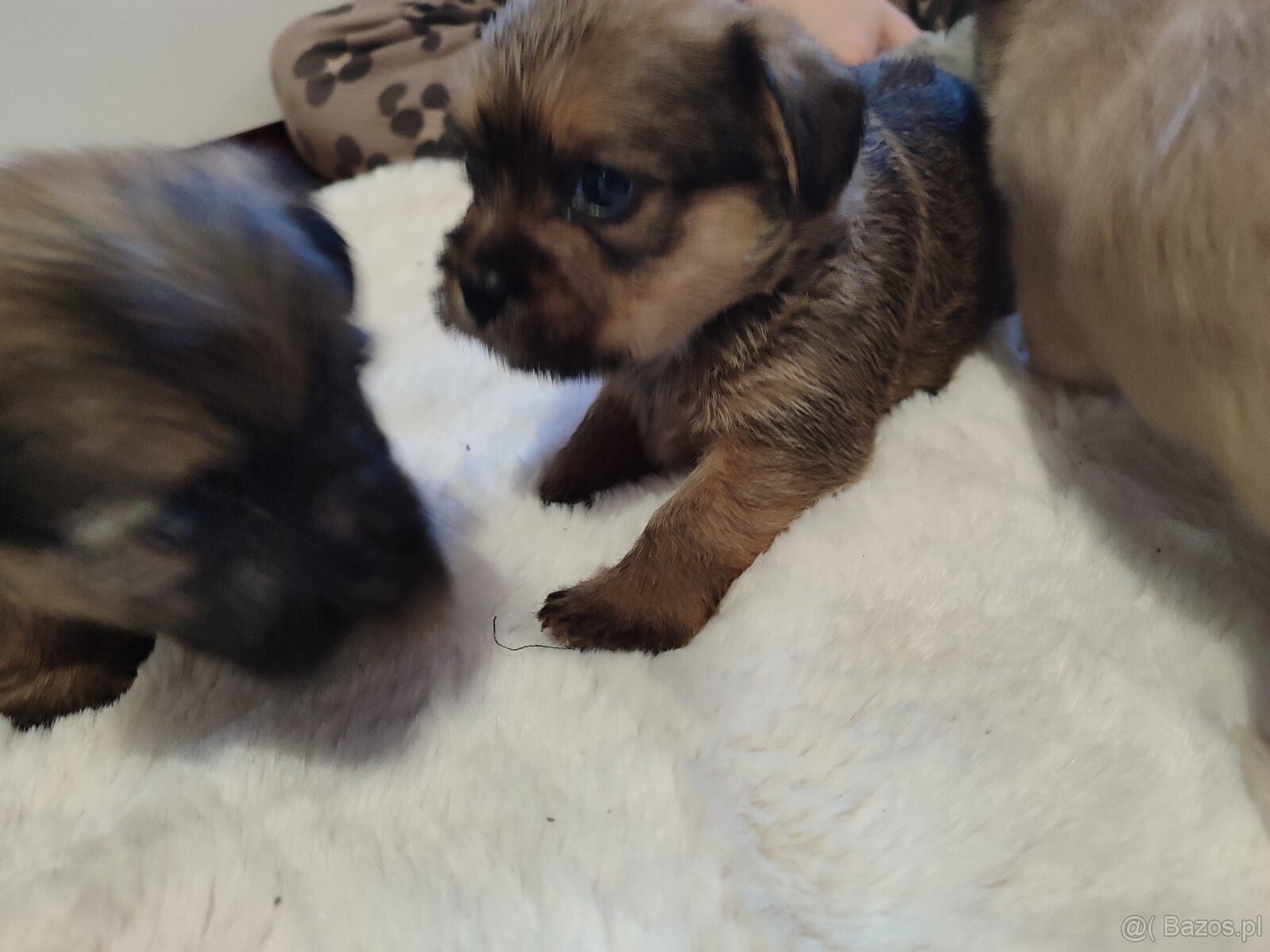 Śliczne suczki i pieski - 6