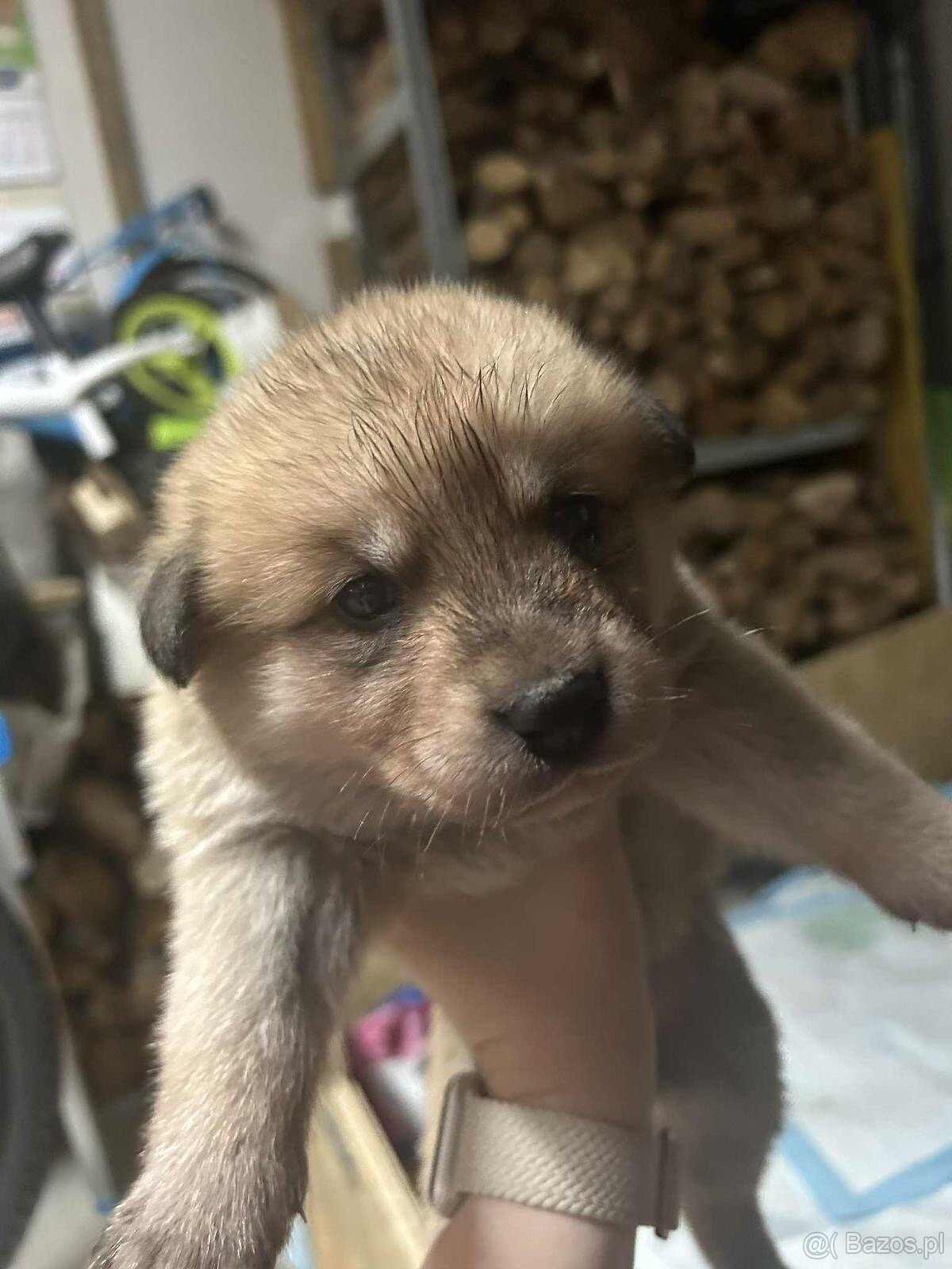 Oddam w dobre ręce cztery urocze szczeniaki akita inu - 6