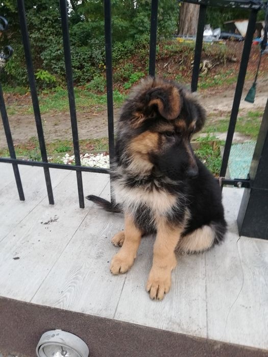 Szczeniak owczarka niemieckiego - 6