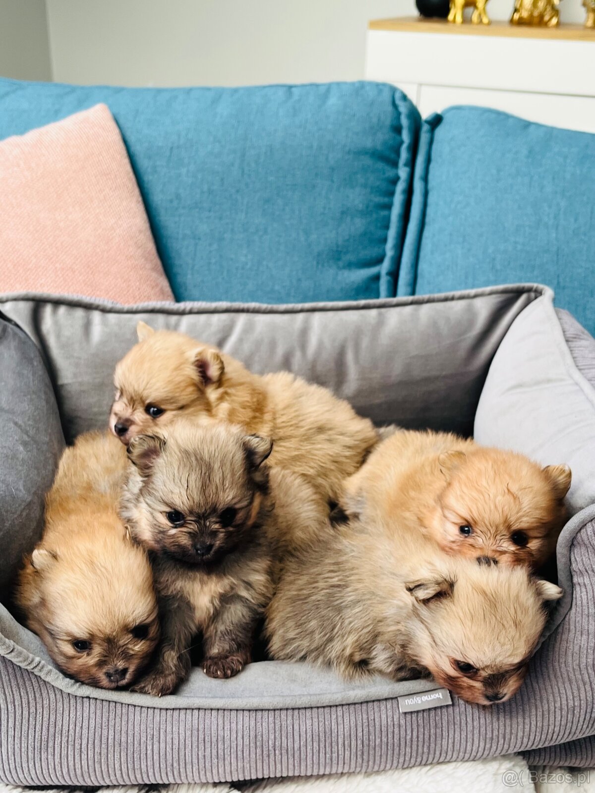 Pomeranian/ Szpic miniaturowy - 6