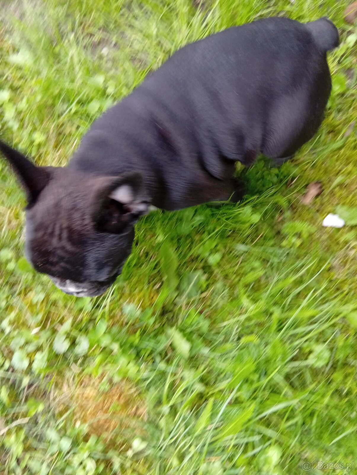 Buldog francuski - 6