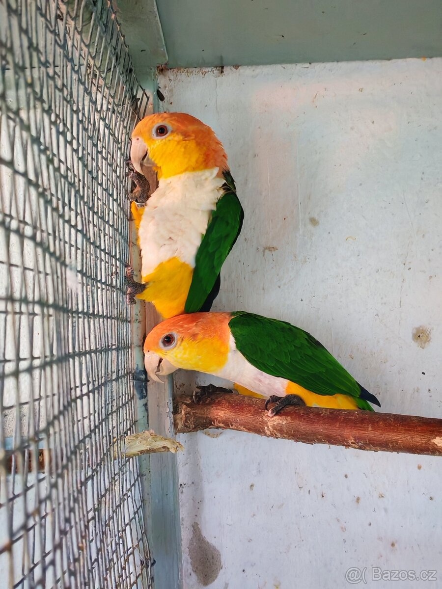 barwinka białobrzucha - 6