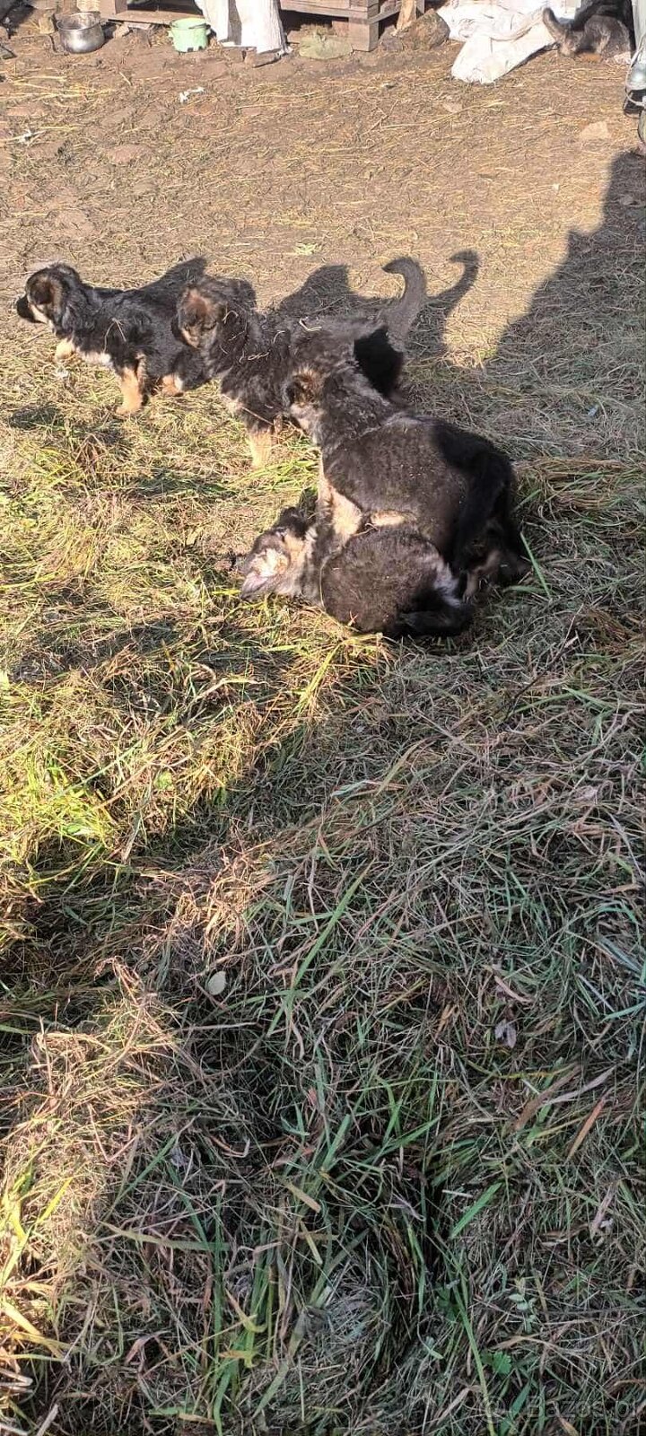 Owczarki niemieckie długowłose - 6