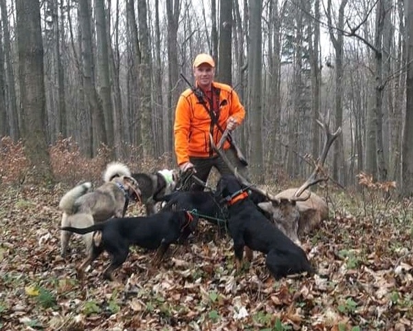 Reproduktory rasy GOŃCZY POLSKI użytkowe zapraszają suczki - 6